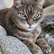 Domino a rejoint le concours — aidez-le/la à gagner de superbes lots ! cat, tabby, feline, pet, animal, cozy, blanket, knitted, fur, whiskers, ears, paws, green_eyes, relaxed, indoor, close_up, portrait, resting, cute, domestic