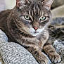 cat, tabby, feline, pet, animal, cozy, blanket, knitted, fur, whiskers, ears, paws, green_eyes, relaxed, indoor, close_up, portrait, resting, cute, domestic