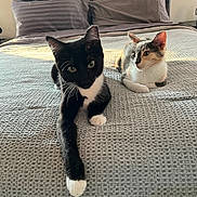 Tex And Gracie is registered to the contest to win money with this photo: bed, blanket, calico, cat, cozy, curiosity, domestic_cat, feline, indoor, kitten, paw, pet, pillow, portrait, relaxing, sunlight, texture, tuxedo_cat, two_animals, whiskers