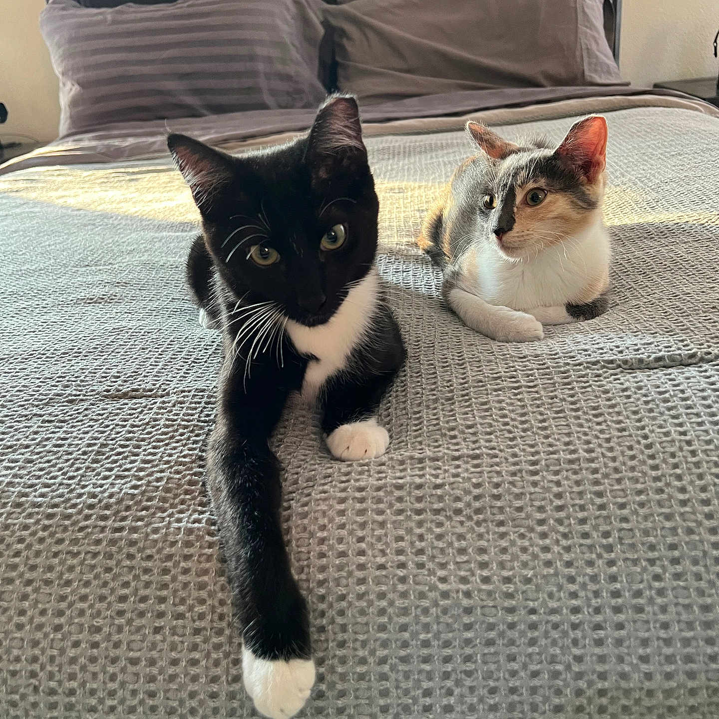 Tex And Gracie is registered to the contest to win money with this photo: bed, blanket, calico, cat, cozy, curiosity, domestic_cat, feline, indoor, kitten, paw, pet, pillow, portrait, relaxing, sunlight, texture, tuxedo_cat, two_animals, whiskers