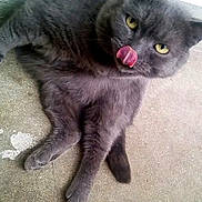 Mojito participe au concours pour gagner de l'argent avec cette photo : abyssinian, animal, blackcat, bodypart, canine, cat, face, head, kitten, manx, mouth, person, pet, photography, portrait, selfie, slate, sleeping, teeth, tongue