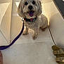 dog, white_dog, pet, leash, purple_leash, boat, floor, sandal, foot, smiling_dog, happy_dog, curly_fur, canine, indoor, collar, small_dog, looking_up, tongue_out, sunlight, shadow