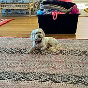 Chiko is registered to the contest to win money with this photo: dog, indoor, rug, furniture, clothes, bin, sofa, patterned_rug, wooden_floor, decor, pet, collar, relaxed, home, living_room, textile, colorful, cozy, animal, floor