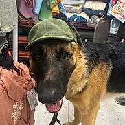 Rocky joined the competition — help win amazing prizes! accessory, animal, apparel, background, canine, close_up, clothing, colorful, dog, floor, friendly, german_shepherd, hat, indoor, leash, pet, retail_store, shopping, smiling, tongue_out