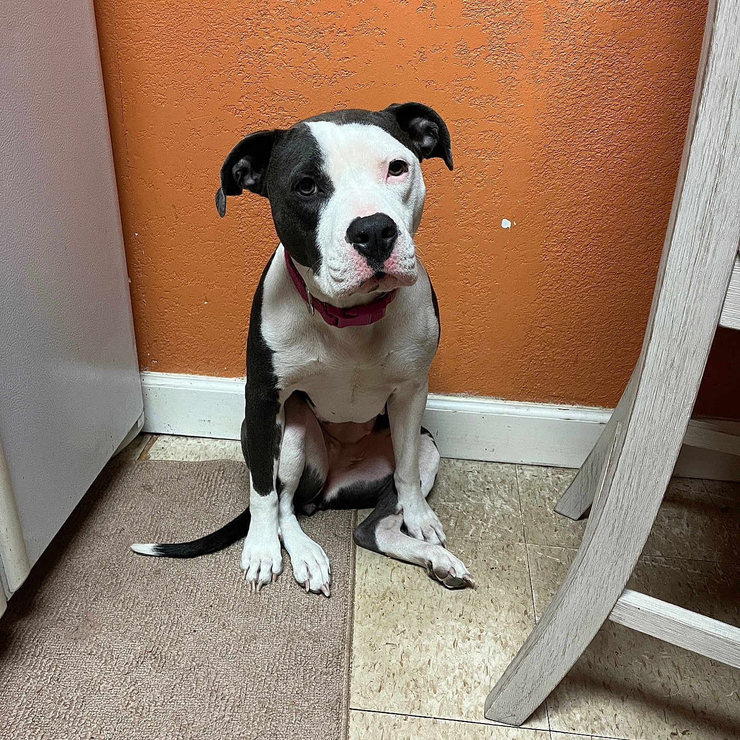 Persaeus is registered to the contest to win money with this photo: accessories, animal, bostonbull, boxer, bulldog, canine, dog, hardwood, hound, indoors, interiordesign, labradorretriever, machine, pet, pitbull, plywood, pointer, puppy, strap, wood