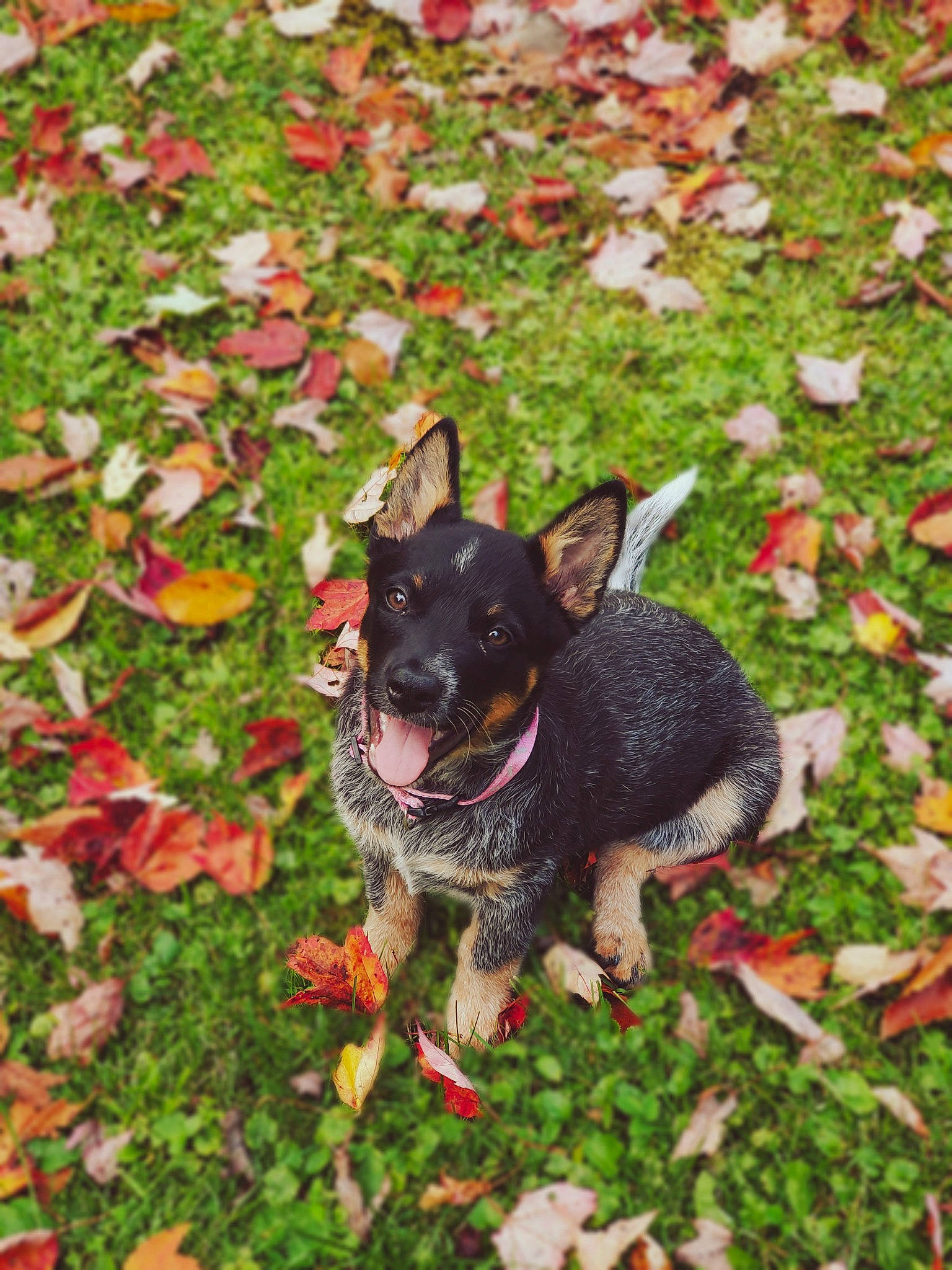 Luna joined the competition — help win amazing prizes! autumn, canidae, carnivore, dog, dog_breed, english_toy_terrier, fawn, feist, grass, lancashire_heeler, leaf, mammal, miniature_pinscher, plant, prazsky_krysarik, rat_terrier, sporting_group, teddy_roosevelt_terrier, vertebrate