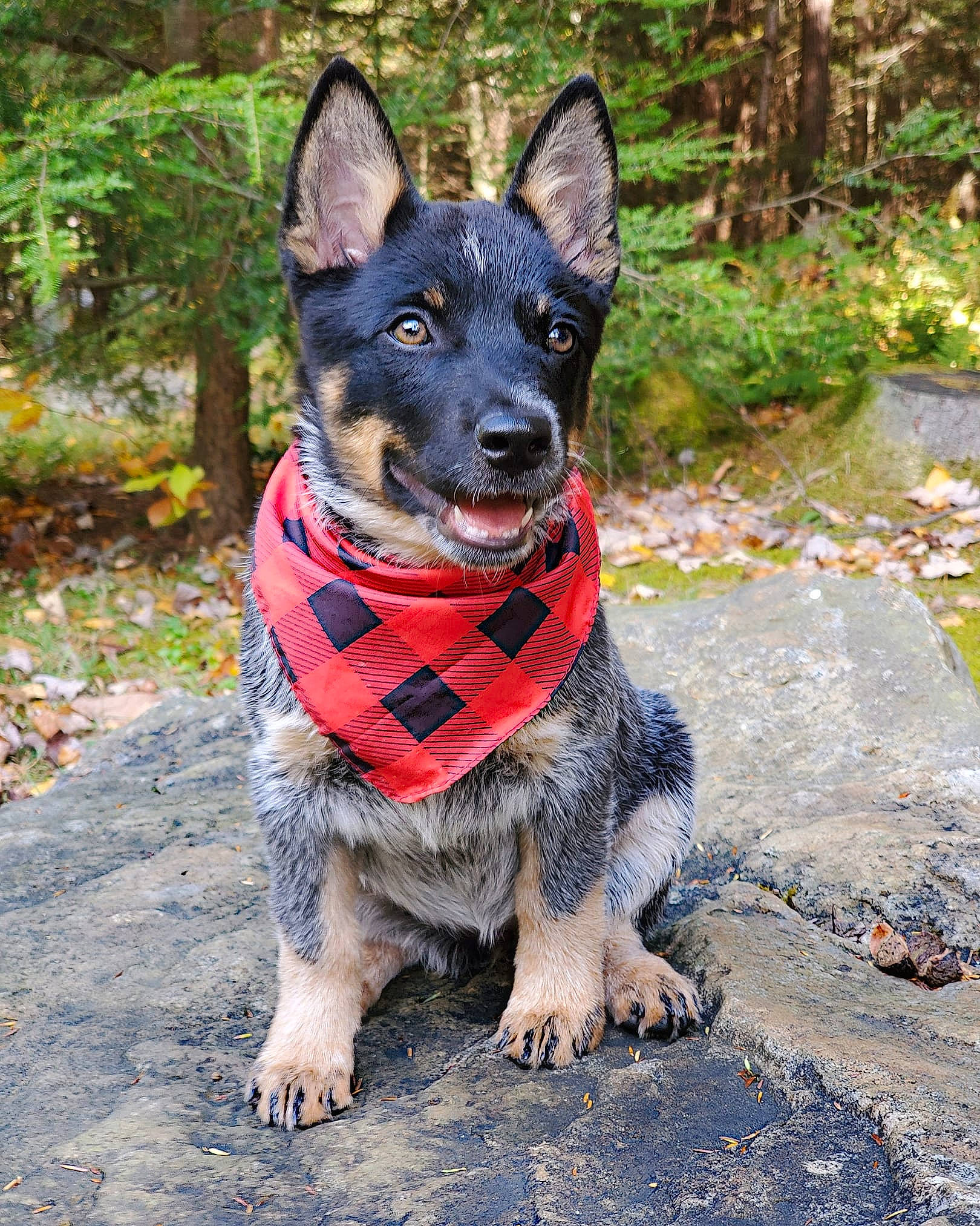 Luna is registered to the contest to win money with this photo: australian_cattle_dog, australian_stumpy_tail_cattle_dog, canidae, carnivore, dog, dog_breed, dog_collar, lancashire_heeler, mammal, rare_breed_dog, swedish_vallhund, texas_heeler, vertebrate, working_dog