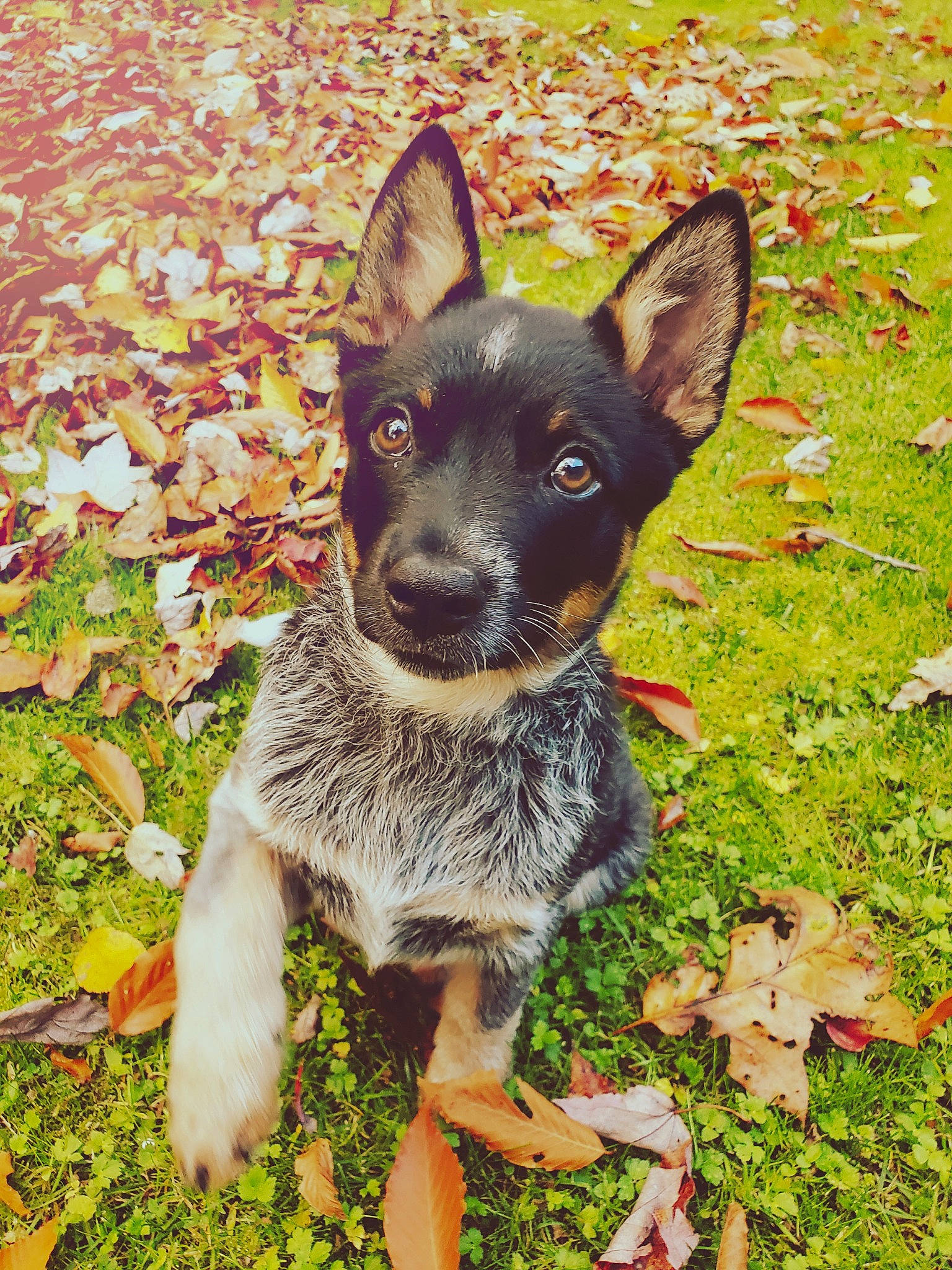 Luna is registered to the contest to win money with this photo: australian_cattle_dog, australian_kelpie, australian_stumpy_tail_cattle_dog, canidae, carnivore, dog, dog_breed, grass, lancashire_heeler, mammal, plant, rare_breed_dog, snout, teddy_roosevelt_terrier, texas_heeler, vertebrate, working_dog