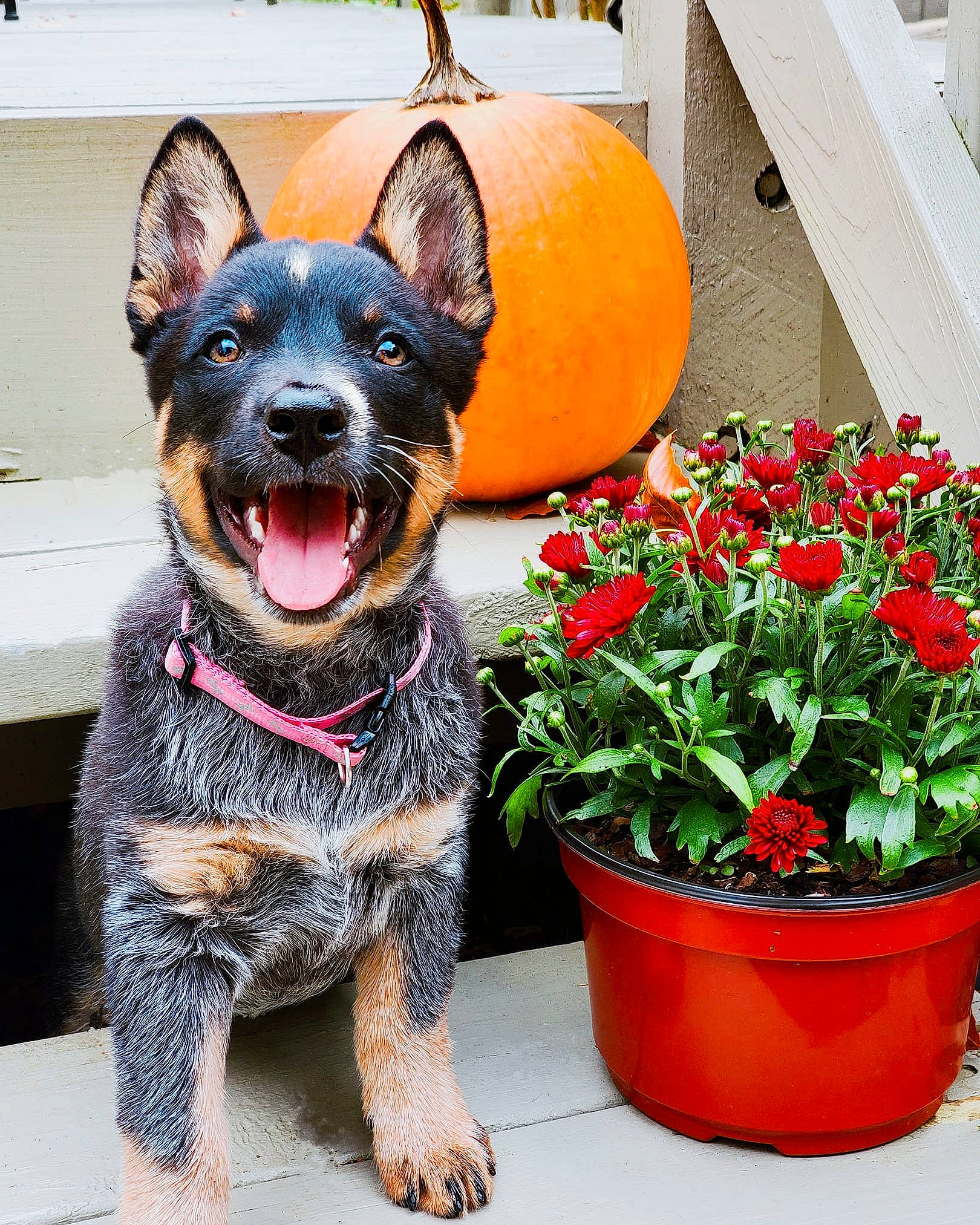 Luna joined the competition — help win amazing prizes! australian_cattle_dog, canidae, carnivore, dog, dog_breed, dog_collar, flower, mammal, plant, snout, vertebrate, working_dog