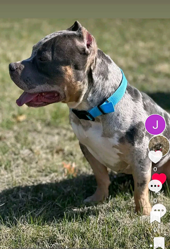 Bank is registered to the contest to win money with this photo: canidae, carnivore, collar, companion_dog, dog, dog_breed, dog_collar, dog_supply, fawn, grass, leash, liver, non_sporting_group, pet_supply, snout, sporting_group, terrestrial_animal, whiskers, working_animal, working_dog