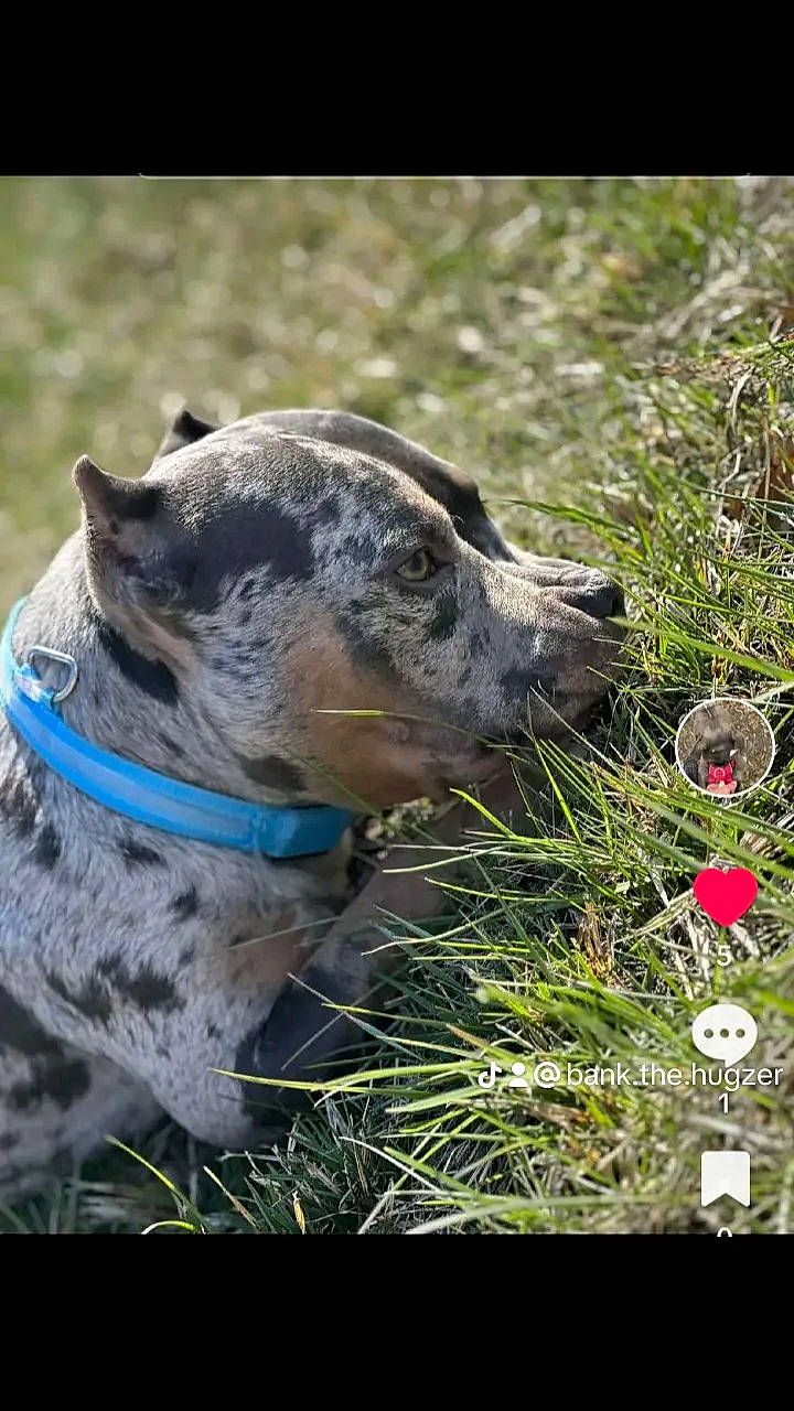 Bank is registered to the contest to win money with this photo: adventure, australian_cattle_dog, canidae, carnivore, collar, companion_dog, dog, dog_breed, dog_collar, fawn, grass, guard_dog, leash, plant, snout, sporting_group, terrestrial_animal, whiskers, working_animal, working_dog