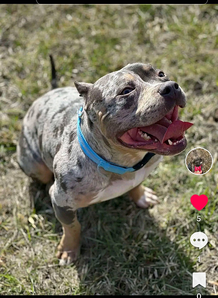 Bank joined the competition — help win amazing prizes! canidae, carnivore, collar, companion_dog, dog, dog_breed, dog_collar, dog_supply, fawn, grass, leash, mammal, non_sporting_group, pet_supply, plant, sporting_group, water, working_animal, working_dog, wrinkle