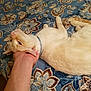 Lucy is registered to the contest to win money with this photo: cat, animal, pet, floral_pattern, blanket, blue, hand, collar, feline, relaxed, lying_down, indoor, comfort, close_up, whiskers, pink_nose, fur, paw, resting, human_interaction