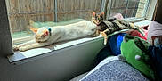 Lucy joined the competition — help win amazing prizes! cat, window, sunlight, stretching, resting, domestic, indoor, feline, collar, pillow, bed, plush_toy, wooden_fence, curtains, relaxation, pet, animal, cozy, home, daylight