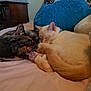 Lucy joined the competition — help win amazing prizes! cat, sleeping, bed, cozy, tortoiseshell_cat, cream_cat, pets, fur, collar, indoor, resting, cute, animal, snuggle, paw, feline, domestic, comfort, blanket, relaxation