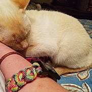 Lucy joined the competition — help win amazing prizes! cat, sleeping, arm, bracelet, colorful, brown, cream_colored, fur, resting, cozy, indoor, patterned_blanket, blue, close_up, pet, calm, relaxation, human, animal, comfort