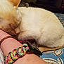 cat, sleeping, arm, bracelet, colorful, brown, cream_colored, fur, resting, cozy, indoor, patterned_blanket, blue, close_up, pet, calm, relaxation, human, animal, comfort