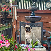 Pearly Jam is registered to the contest to win money with this photo: dog, pug, chair, flower, garden, outdoor, fence, fountain, clock, plant, pet, cushion, wood, greenery, nature, relaxing, backyard, decor, summer, animal