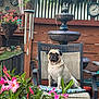 dog, pug, chair, flower, garden, outdoor, fence, fountain, clock, plant, pet, cushion, wood, greenery, nature, relaxing, backyard, decor, summer, animal