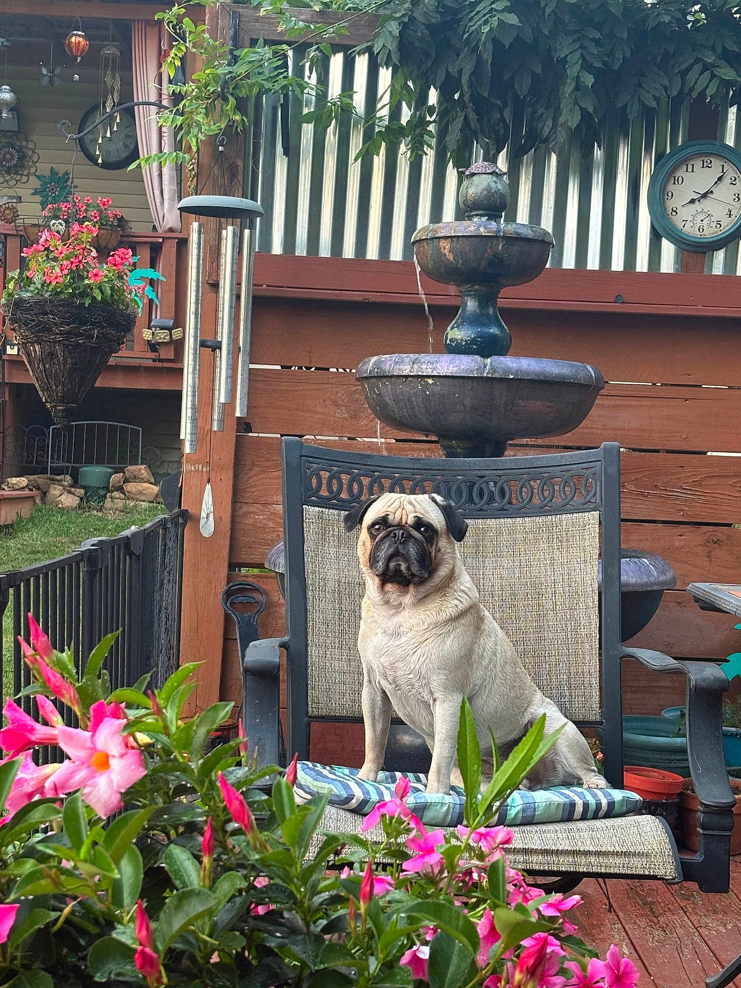 Pearly Jam is registered to the contest to win money with this photo: dog, pug, chair, flower, garden, outdoor, fence, fountain, clock, plant, pet, cushion, wood, greenery, nature, relaxing, backyard, decor, summer, animal