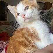 Chase is registered to the contest to win money with this photo: kitten, cat, orange_and_white, fur, whiskers, indoor, furniture, bed, person_arm, curious, close_up, pet, domestic_animal, resting, cute, young_cat, soft_light, cozy, portrait, animal