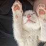 kitten, cat, sleeping, paws, pink_pads, white_fur, orange_fur, closeup, cozy, resting, cute, pet, animal, feline, soft, nap, relaxation, indoor, comfort, adorable
