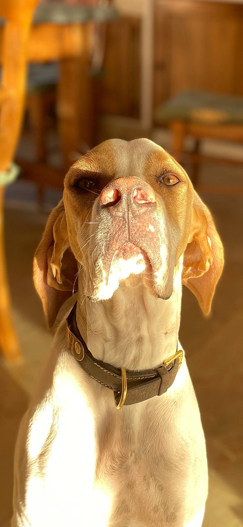 Prada participe au concours pour gagner de l'argent avec cette photo : canidae, carnivore, collar, companion_dog, dog, dog_breed, dog_collar, dog_supply, fawn, leash, liver, non_sporting_group, pet_supply, snout, sporting_group, terrestrial_animal, whiskers, working_animal, working_dog, wrinkle