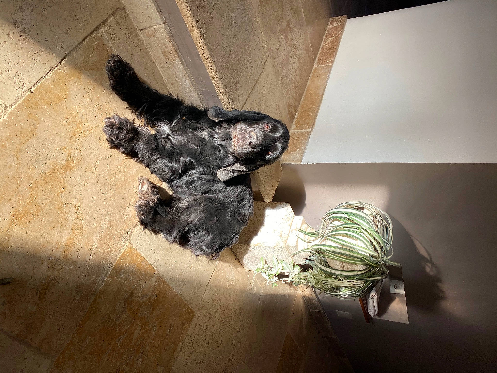 Jaya a rejoint le concours — aidez-le/la à gagner de superbes lots ! art, ceiling, feather, flooring, fur, hardwood, metal, road_surface, room, shadow, still_life_photography, tail, tints_and_shades, visual_arts, wing, wood