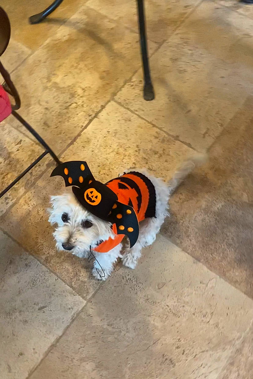 Guess a rejoint le concours — aidez-le/la à gagner de superbes lots ! asphalt, carnivore, companion_dog, concrete, dog, dog_breed, dog_clothes, dog_supply, fashion_accessory, flooring, leash, orange, road, road_surface, shadow, sidewalk, snout, sporting_group, tail, walking