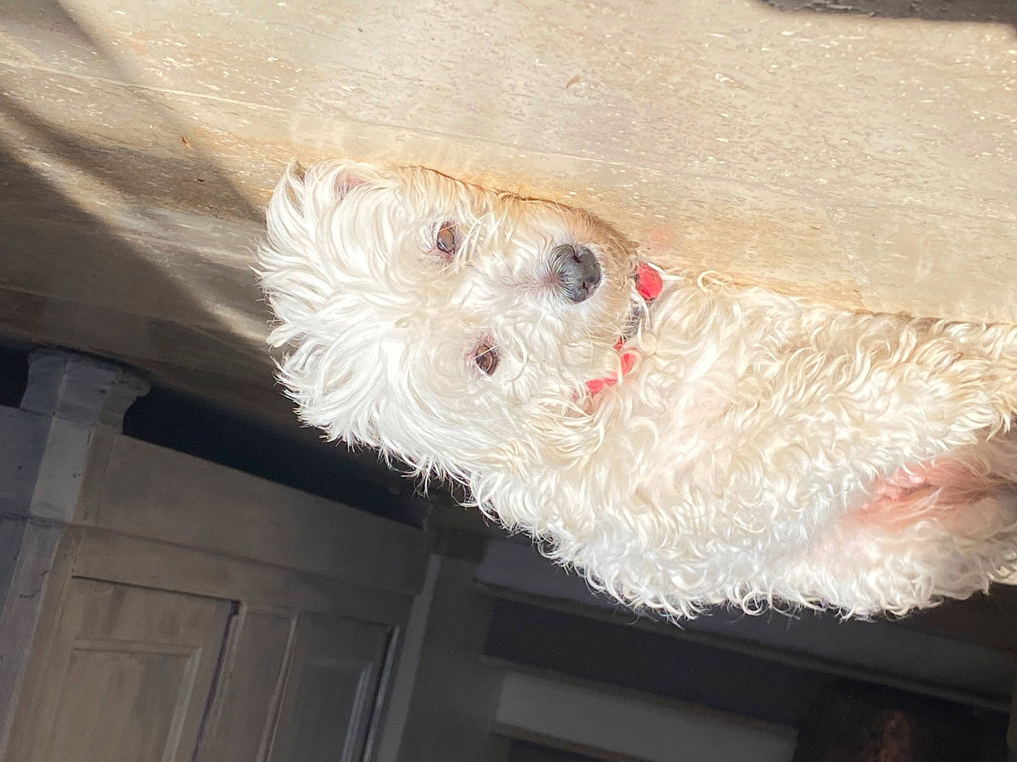 Guess a rejoint le concours — aidez-le/la à gagner de superbes lots ! canidae, carnivore, ceiling, companion_dog, dog, dog_breed, dog_clothes, fawn, fur, hardwood, labradoodle, non_sporting_group, pet_supply, poodle, sporting_group, tail, terrier, wood, working_animal