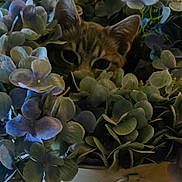 Monster joined the competition — help win amazing prizes! animal, cat, closeup, ears, eyes, face, feline, flowerpot, flowers, foliage, hidden, hydrangea, indoor, leaves, peeking, pet, plant, portrait, tabby_cat, whiskers