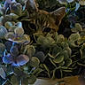 animal, cat, closeup, ears, eyes, face, feline, flowerpot, flowers, foliage, hidden, hydrangea, indoor, leaves, peeking, pet, plant, portrait, tabby_cat, whiskers
