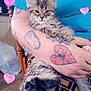 Khora is registered to the contest to win money with this photo: kitten, cat, pet, tabby, person, arm, tattoo, hearts_filter, sticker_overlay, teal_shirt, patterned_pants, chair, wooden_chair, paws, whiskers, indoor, lap, holding, cute, close_up