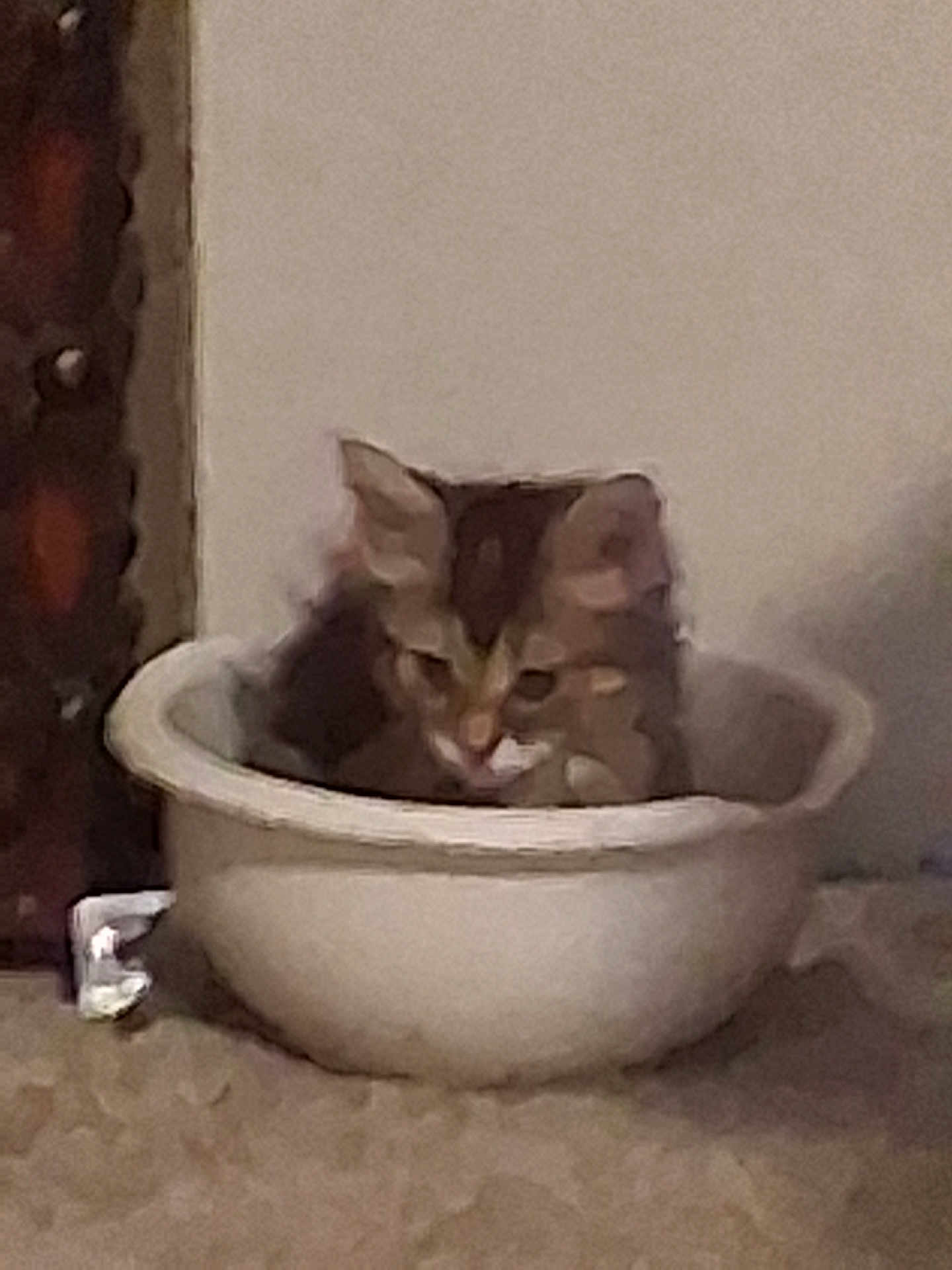 Khora joined the competition — help win amazing prizes! cat, kitten, bowl, indoor, pet, carpet, wall, container, ears, whiskers, fur, cute, sleepy, sitting, corner, low_light, blurred, grainy, household, closeup