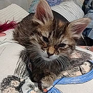 Khora is registered to the contest to win money with this photo: kitten, cat, pet, kitten_face, whiskers, ears, paws, fur, close_up, sleepy, cuddly, bedroom, pillow, blanket, t_shirt, illustration, drawing_on_shirt, human_torso, upholstery, cozy