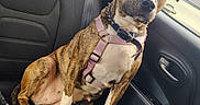 Stripes is registered to the contest to win money with this photo: animal, backseat, brindle, canine, car_interior, collar, daylight, dog, door, fur, harness, leather_seat, looking_away, paw, pet, resting, seat, seatbelt, vehicle, window