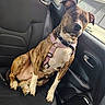 animal, backseat, brindle, canine, car_interior, collar, daylight, dog, door, fur, harness, leather_seat, looking_away, paw, pet, resting, seat, seatbelt, vehicle, window