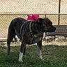 alert, animal, background, brown, canine, chain_link_fence, collar, daylight, dog, domestic_animal, fence, grass, harness, nature, outdoor, pet, spiked_collar, standing, white_paws, yard