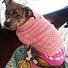 animal, blanket, brindle, canine, closeup, comfort, cozy, cute, dog, domestic, fashion, furry, indoor, looking_up, patterned, pet_clothing, pink_sweater, portrait, seated, warm