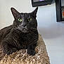 Justice joined the competition — help win amazing prizes! animal, candle, carpeted_perch, cat, claws, close_up, decor, feline, fur, gray_cat, green_eyes, home, indoor, perch, pet, portrait, relaxed, shelf, sitting, whiskers
