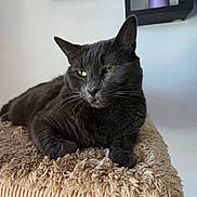 Justice joined the competition — help win amazing prizes! animal, candle, carpet, cat, close_up, cozy, feline, fur, gray_cat, green_eyes, home, indoor, modern_decor, perch, pet, plush, portrait, relaxed, resting, wall_shelves