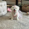 dog, puppy, small_dog, white_fur, fluffy, costume, tutu, pink_bow, pet, animal, sitting, indoors, living_room, rug, carpet, fireplace, pet_bed, plush_toy, portrait, cute