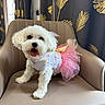 armchair, clothing, curtains, cute, decor, dog, fluffy, furniture, happy, home, indoor, pet, pet_fashion, pink_tutu, portrait, small_dog, smiling, tongue_out, tutu, white_dog