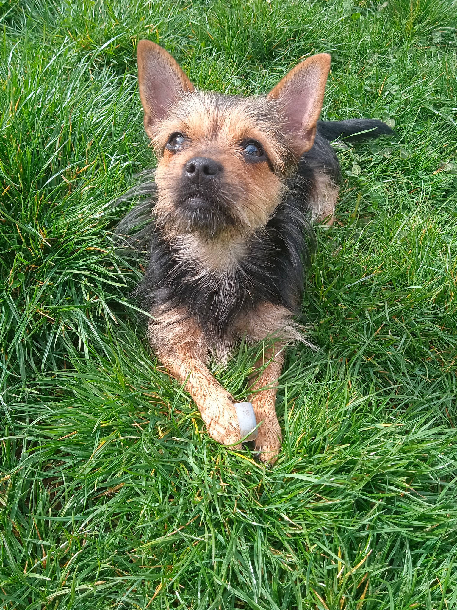 Pépette participe au concours pour gagner de l'argent avec cette photo : canidae, carnivore, companion_dog, dog, dog_breed, fawn, grass, liver, plant, small_terrier, snout, sporting_group, terrestrial_animal, terrestrial_plant, terrier, toy_dog, whiskers, working_animal