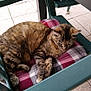 animal, cat, chair, cozy, cushion, domestic_animal, feline, grass, green_chair, nature, outdoor, patio, pet, quiet, relaxation, resting, sleeping, striped_fur, tabby_cat, tile_floor