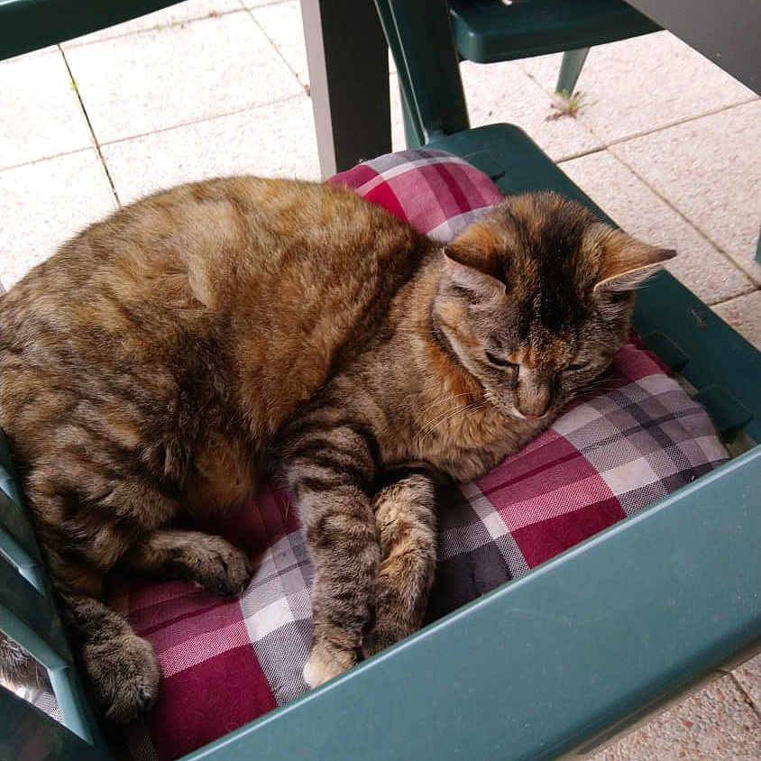 Georgette