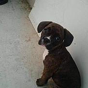 Holly a rejoint le concours — aidez-le/la à gagner de superbes lots ! puppy, dog, brindle, young, pet, sitting, curious, looking_up, floor, concrete, white_wall, indoor, cute, animal, canine, portrait, small, ears, black_nose, fur
