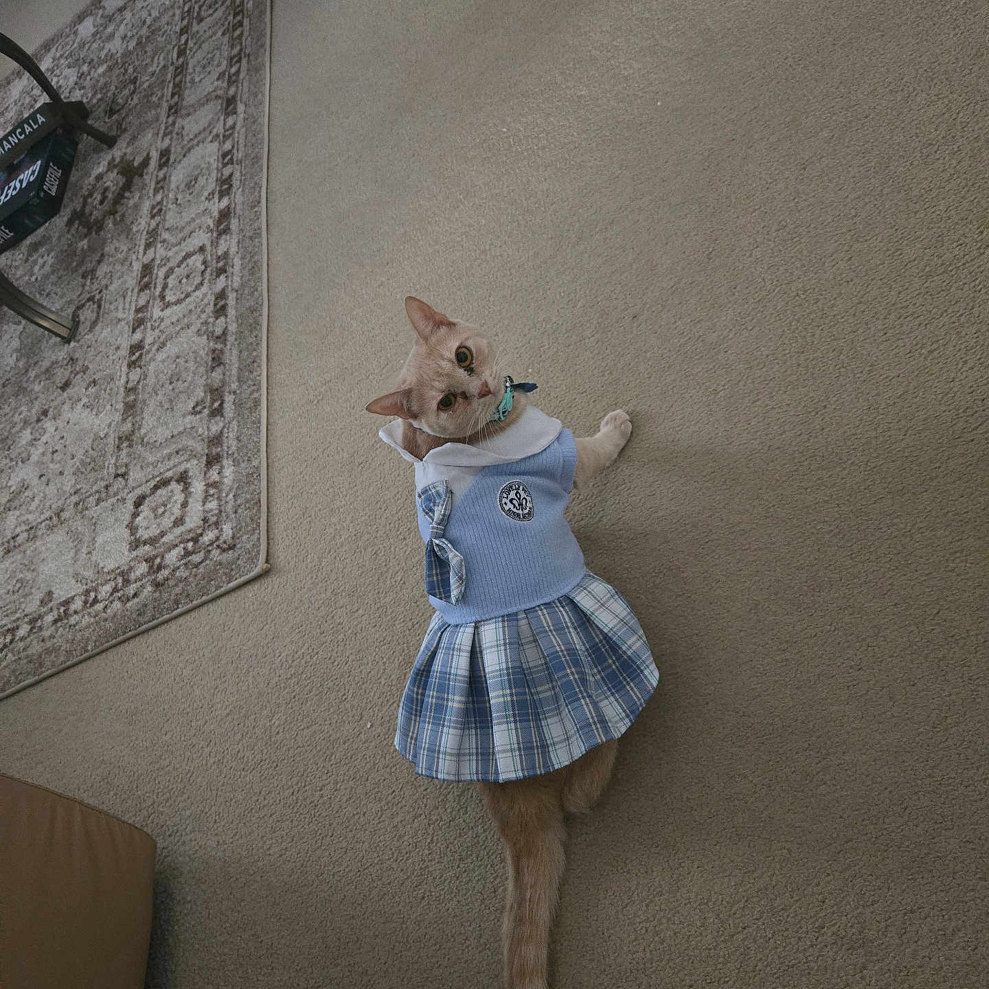 Citrine joined the competition — help win amazing prizes! animal, blue, carpet, cat, collar, cozy, curious, cute, domestic, dress, fashion, floor, furniture, home, indoor, looking_back, pet, plaid, rug, tail