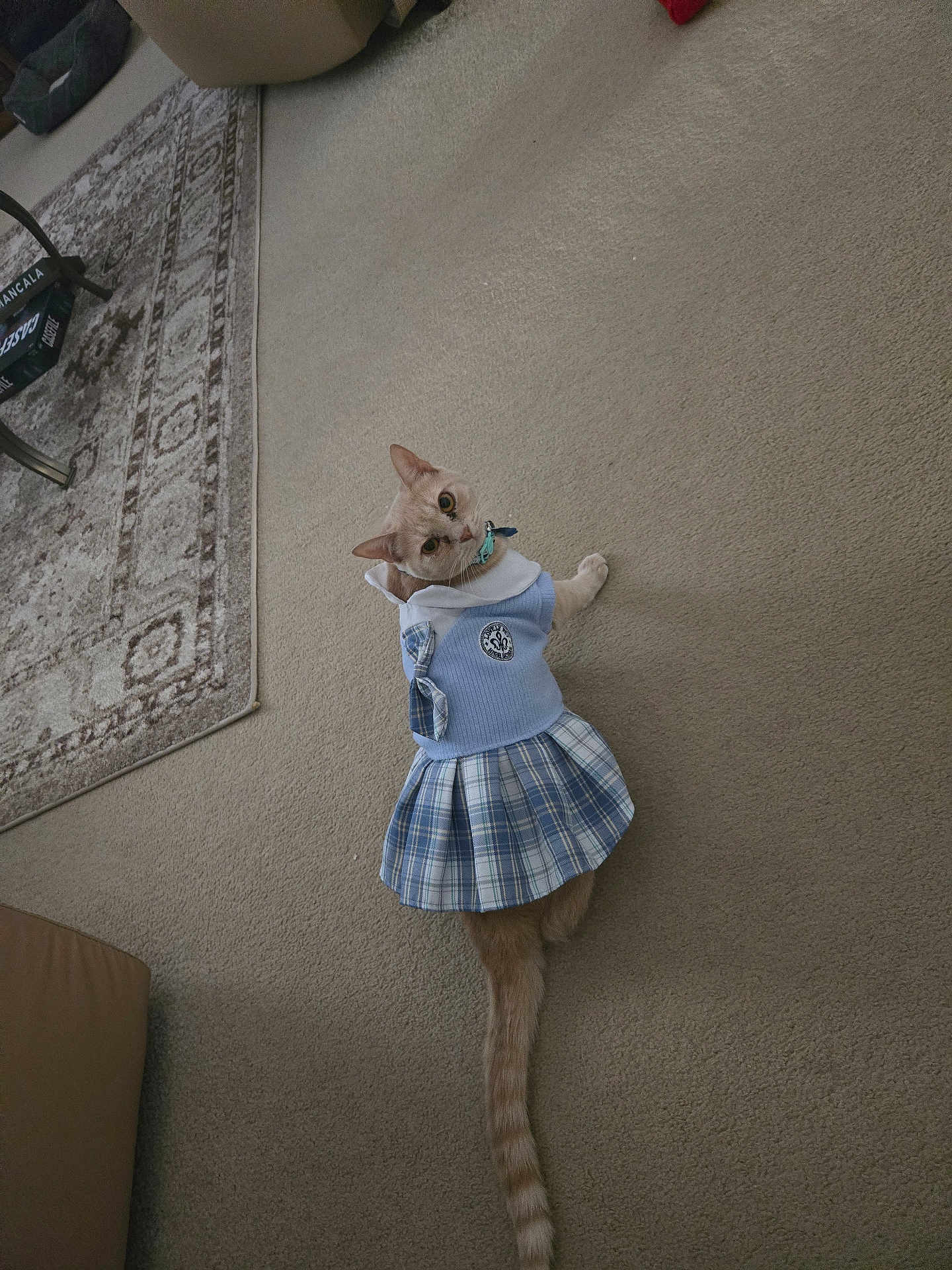 Citrine joined the competition — help win amazing prizes! cat, pet, animal, indoor, carpet, dress, blue, plaid, furniture, rug, curious, tail, collar, looking_back, cute, domestic, floor, fashion, cozy, home