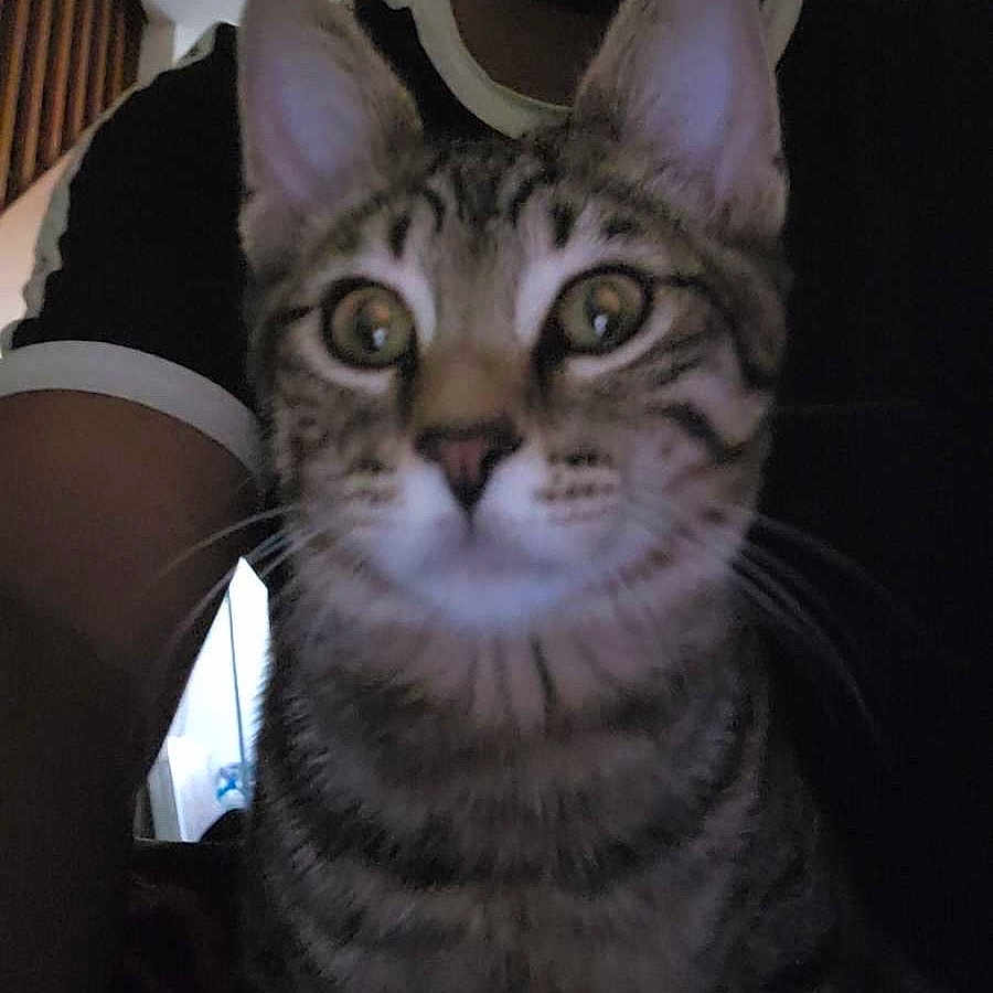 Stitch participe au concours pour gagner de l'argent avec cette photo : animal, black_shirt, cat, close_up, companion, curious, cute, domestic_cat, ears, face, feline, home, indoor, person, pet, portrait, shirt, striped, tabby, whiskers